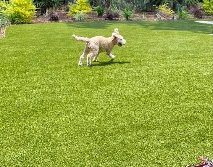 A tan dog joyfully runs across a lush, green lawn of high-quality turf. In the background, various shrubs and plants enhance the vibrant outdoor setting. The scene, with its San Tan Turf underfoot, conveys a sense of playfulness and freedom.