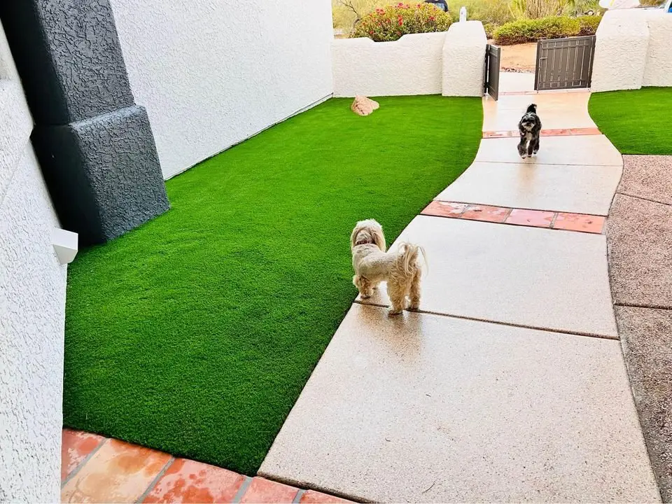 Two small dogs walk on a curved patio path next to a vibrant green, landscaped lawn crafted from artificial turf. The scene is bordered by a white building wall and a dark-colored gate, with desert vegetation of San Tan Valley visible in the background.